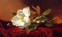 Heade, Martin Johnson - A Magnolia on Red Velvet